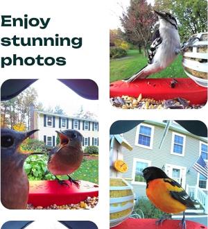 Image of Birdbuddy Original Smart Bird Feeder